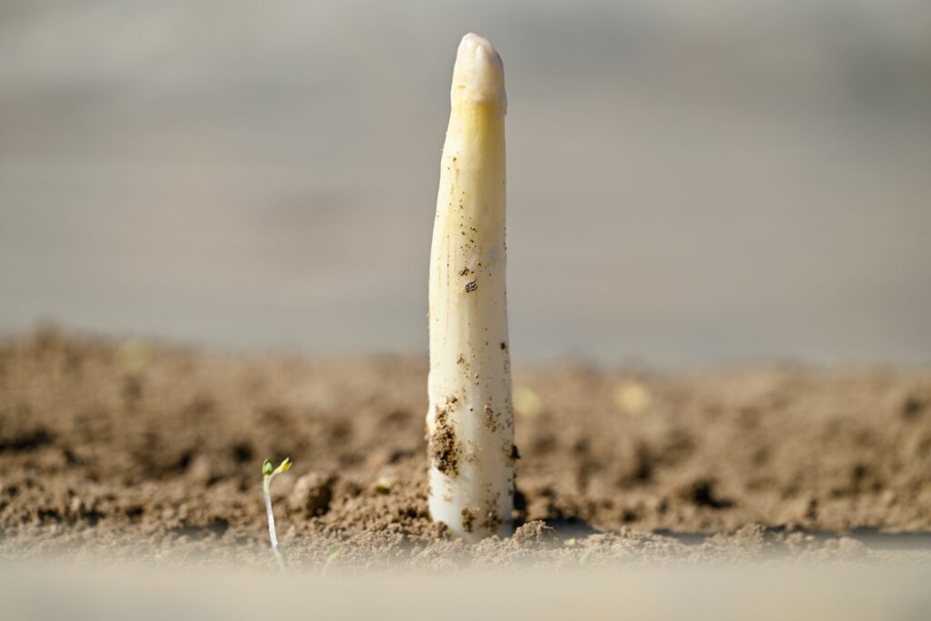 Erster Spargel gestochen – geringe Mengen