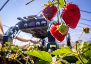Erdbeerpflücken mit KI: Ernteroboter soll Betriebe entlasten