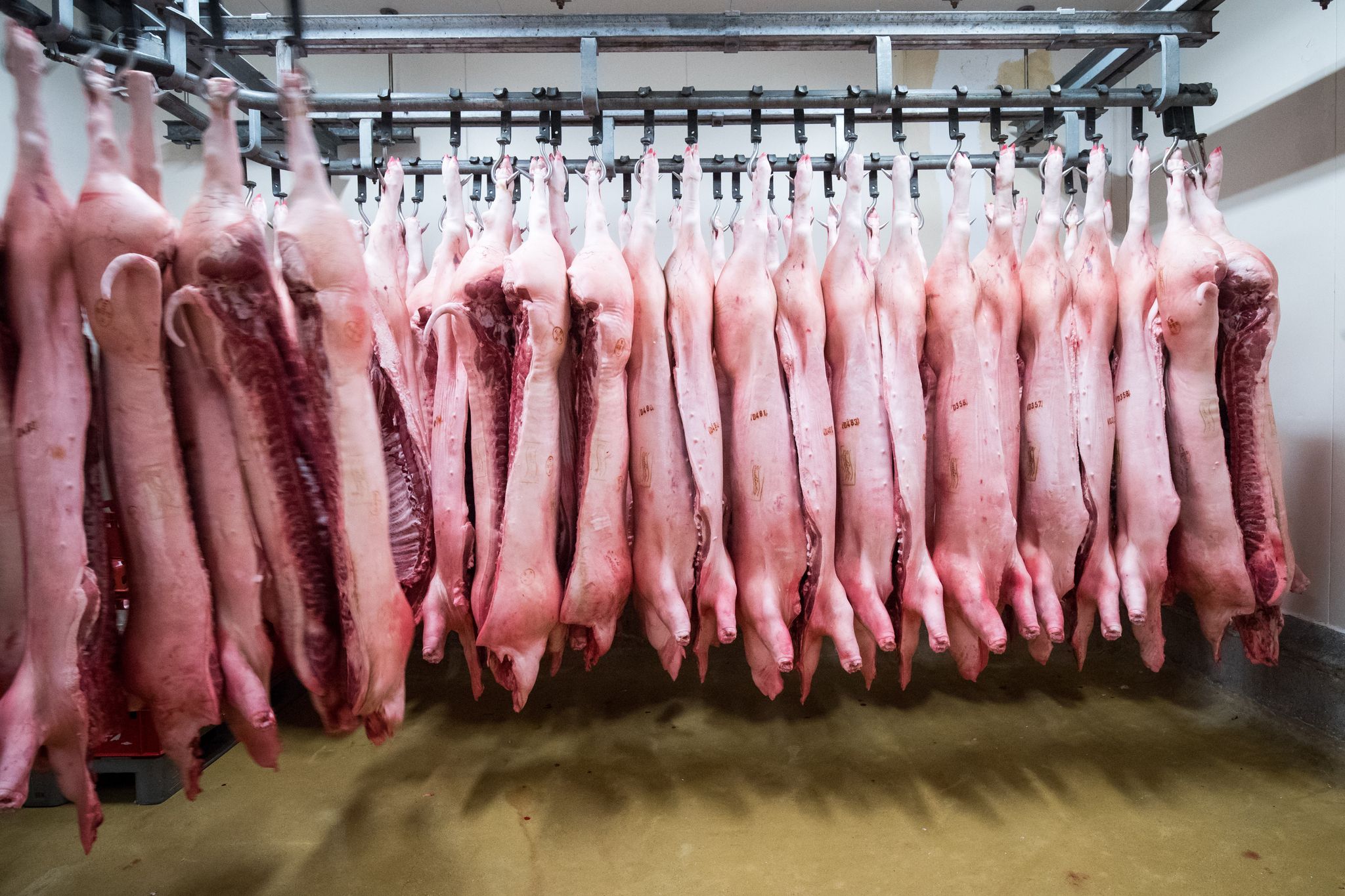 China verhängt Zölle auf Schweinefleisch aus der EU