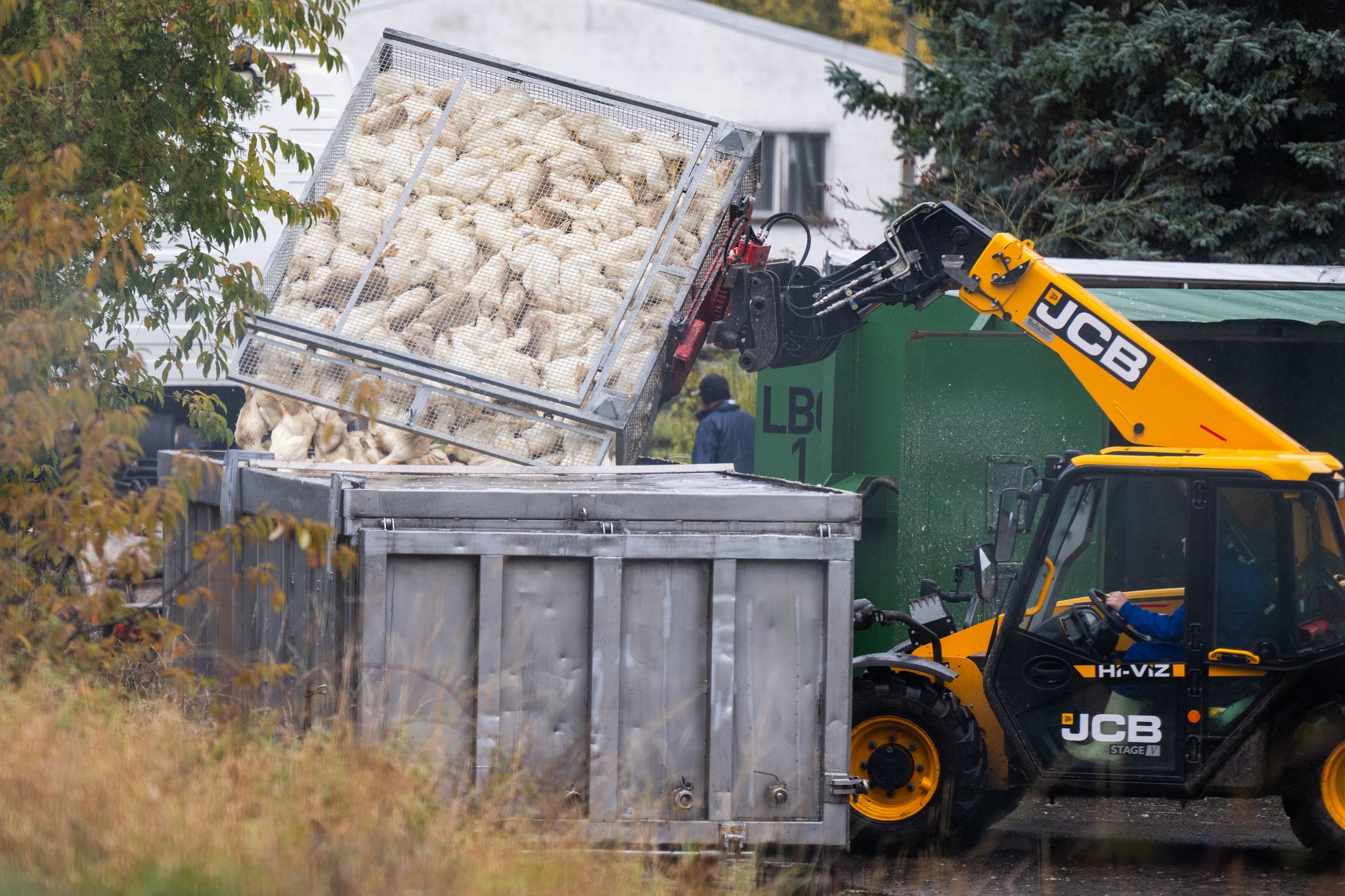 Vogelgrippe breitet sich aus – Stallpflicht greift
