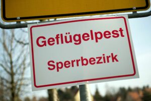 Geflügelpest bleibt akut – Experten sehen keine Entspannung