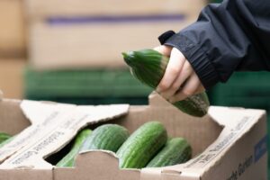 Salatgurken verteuern sich drastisch